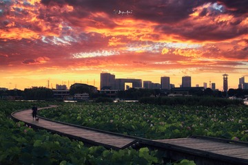 荷塘初醒