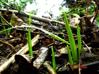 DSC00804.jpg