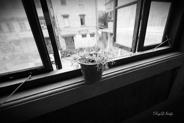 黑白花.jpg