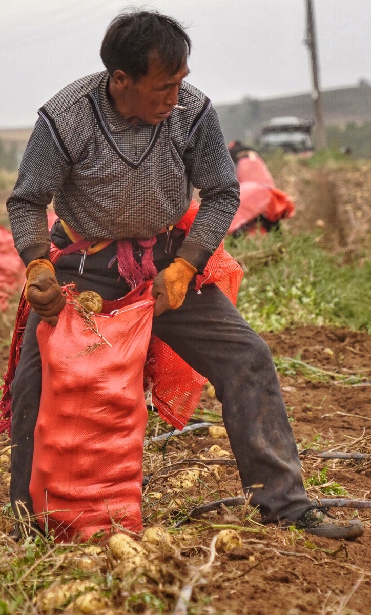 张北收豆工九月是张北土豆收获的季节张北曾经极寒极贫的地区靠着土豆