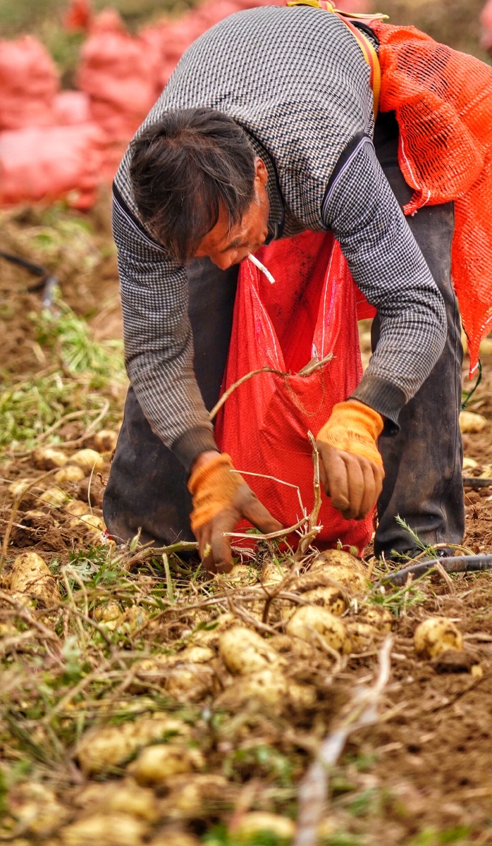 张北收豆工九月是张北土豆收获的季节张北曾经极寒极贫的地区靠着土豆