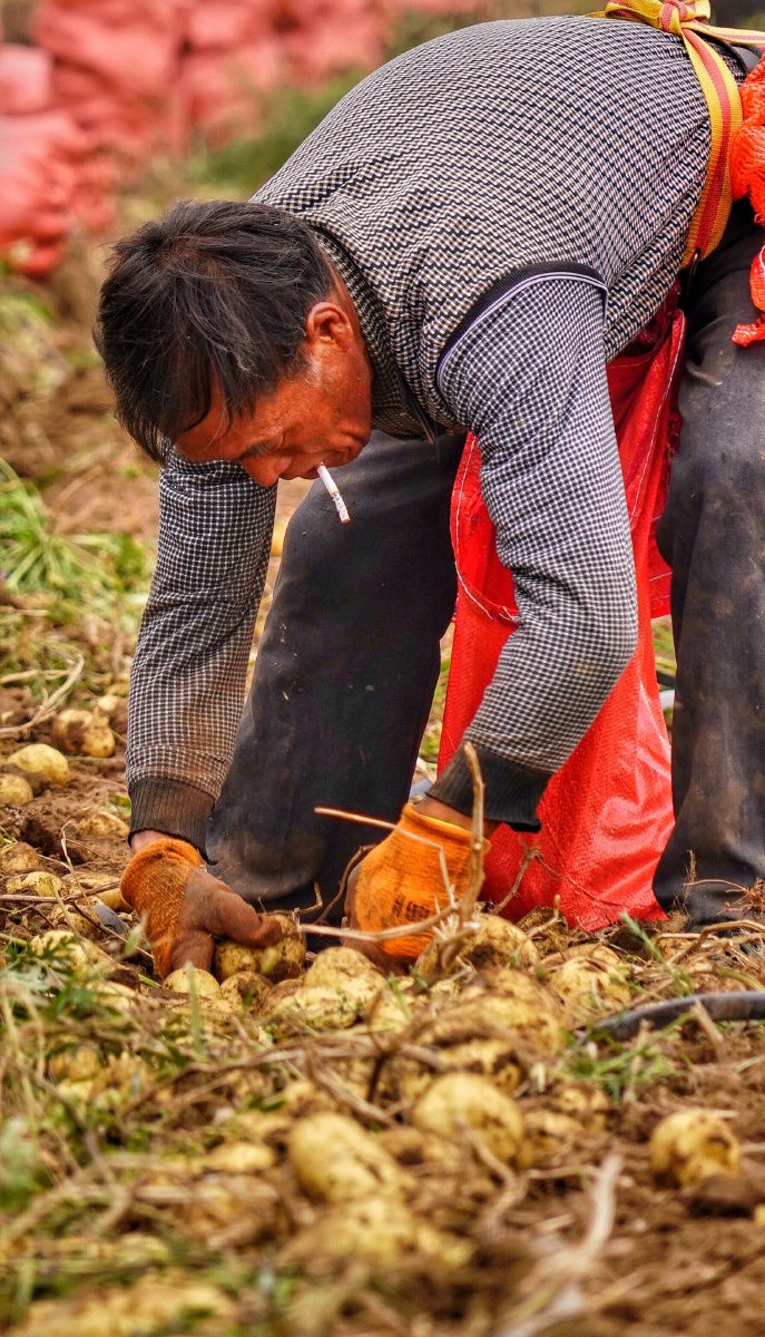 张北收豆工九月是张北土豆收获的季节张北曾经极寒极贫的地区靠着土豆