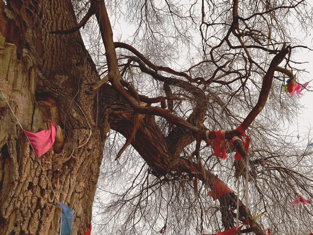 古榆树,五百年的历史