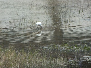 DSCF0052.JPG