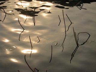 大明湖夕阳