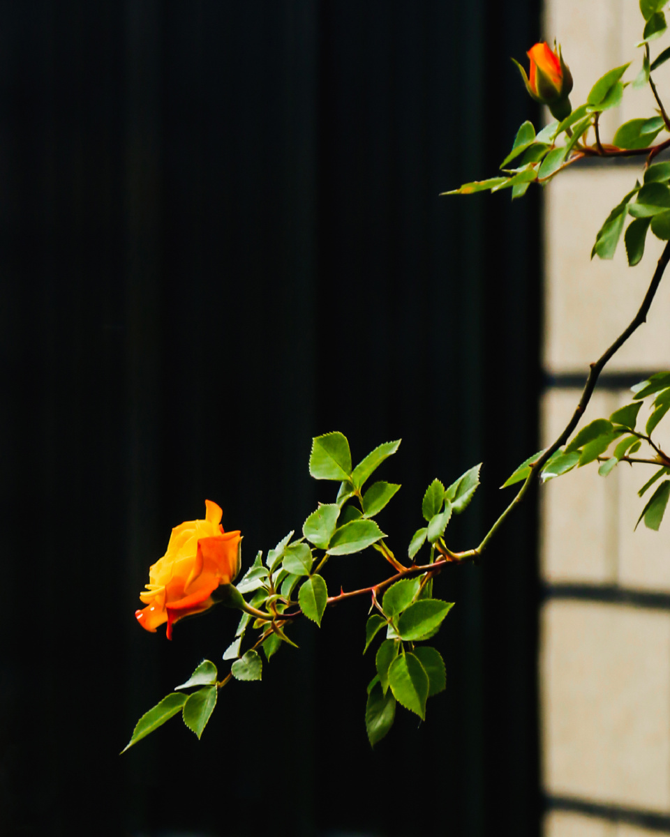 打赏是鼓励初夏窗外的盛开的月季花魔鬼鱼313关注