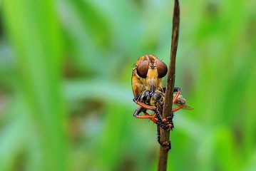 就餐