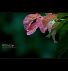 _DSC0007