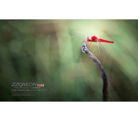 _DSC0063
