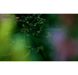 _DSC0276