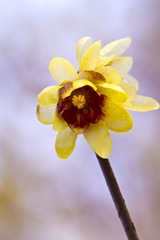 梅花 