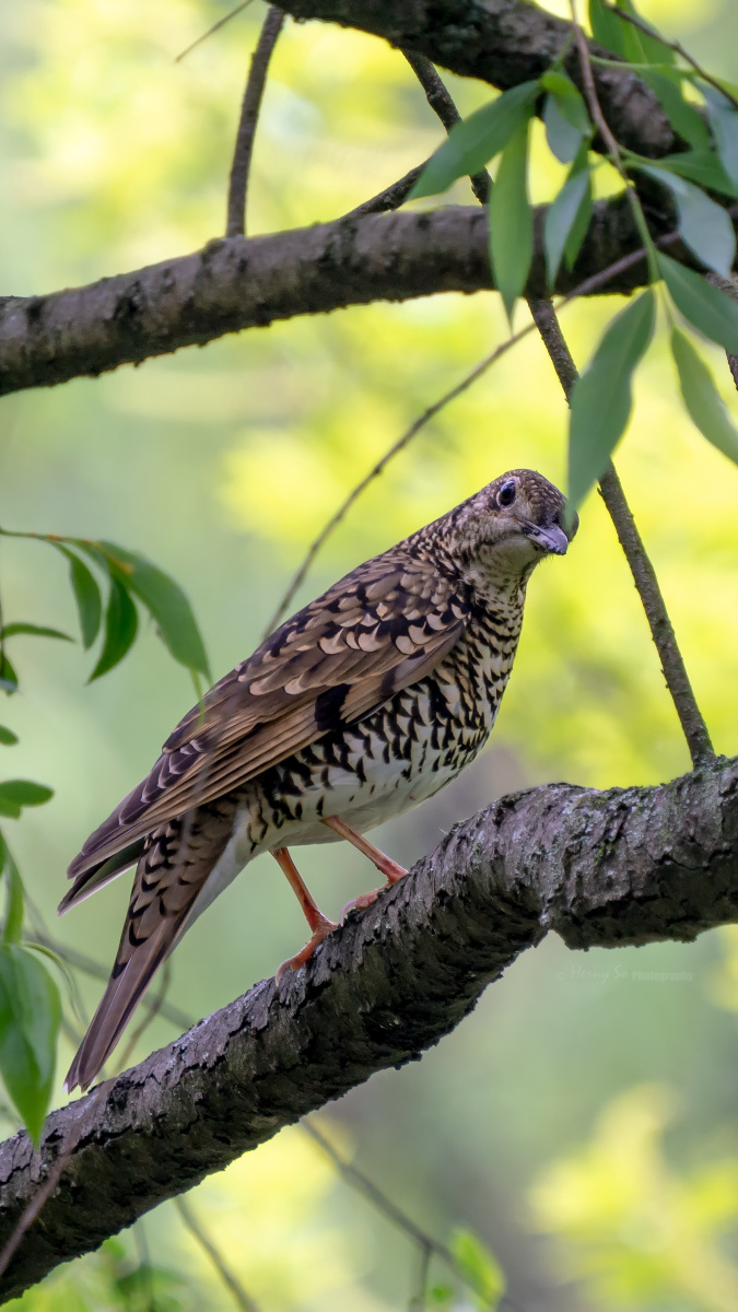歪头杀怀氏虎鸫