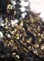 春暖花开.jpg