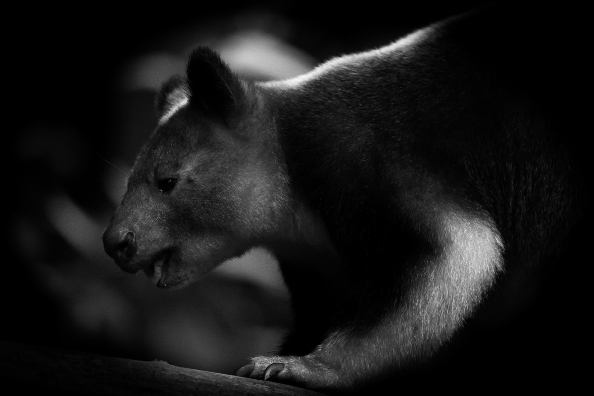 暗光下的小熊猫.