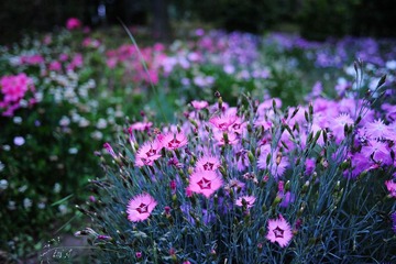 DSC_9302a.jpg
