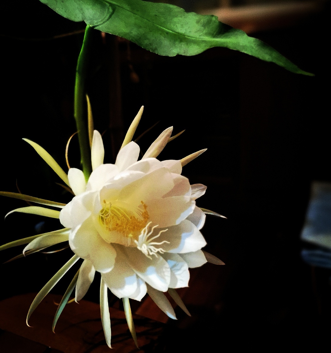 很兴奋,8日早晨醒来发现昙花已开败,真是昙花一现