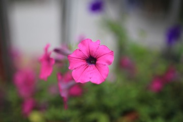 IMG_7121.JPG
