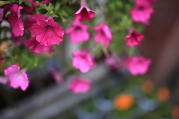IMG_7122.JPG