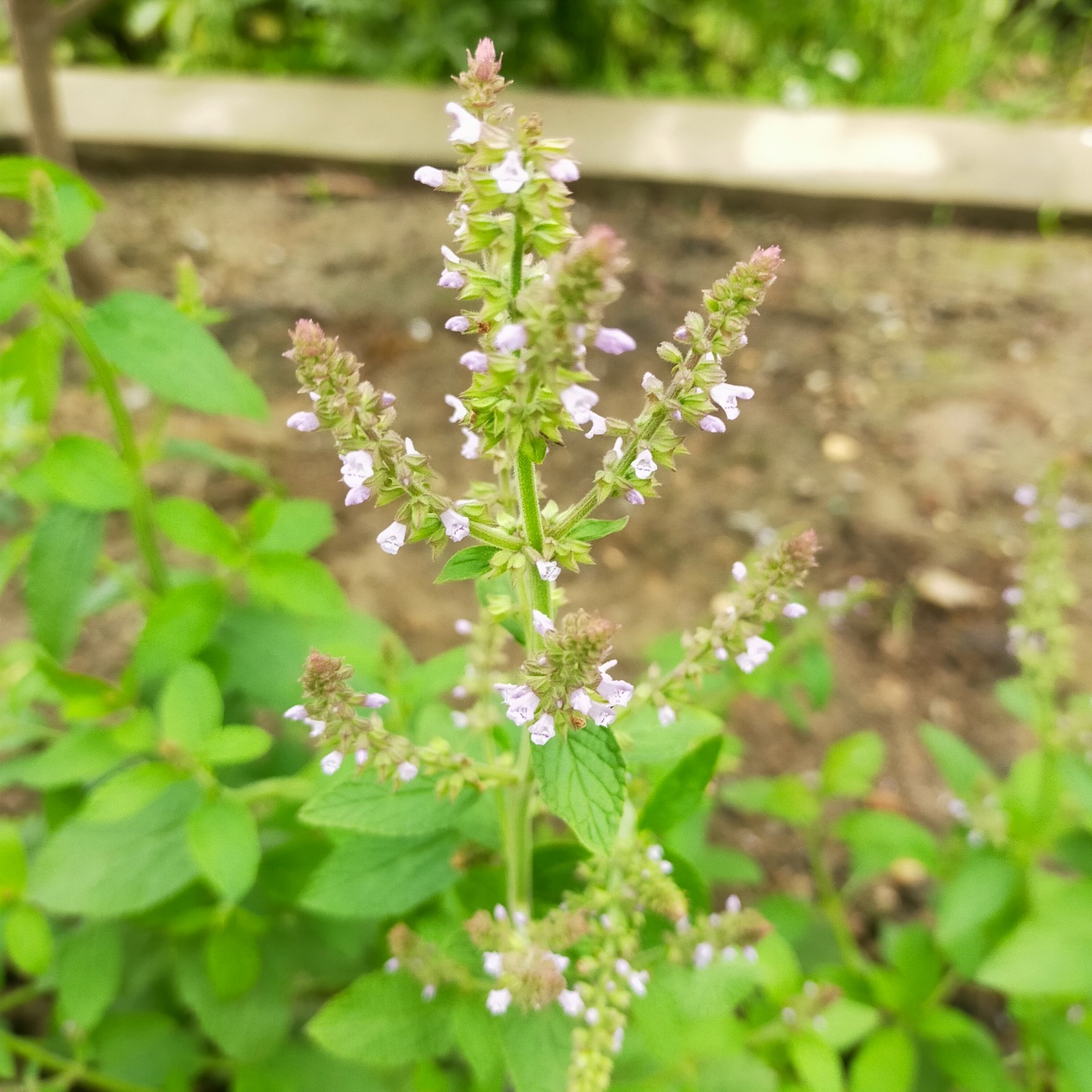 荔枝草 - 平凡的人677 - 图虫