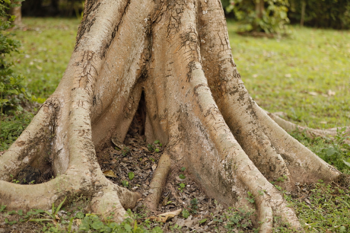 拍摄于云南西双版纳热带雨林