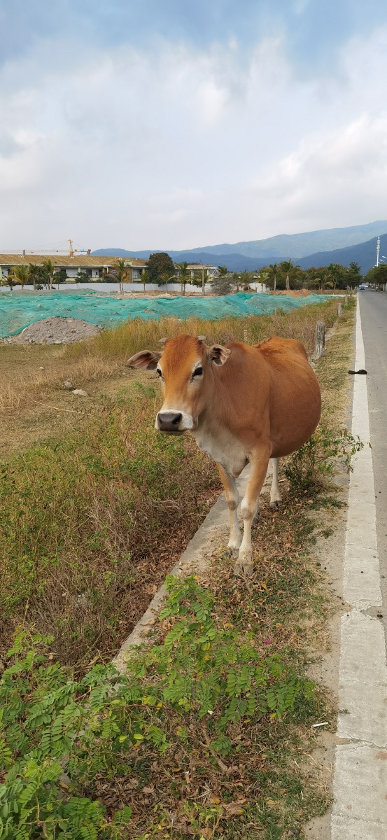 马路边上萌萌哒的黄牛