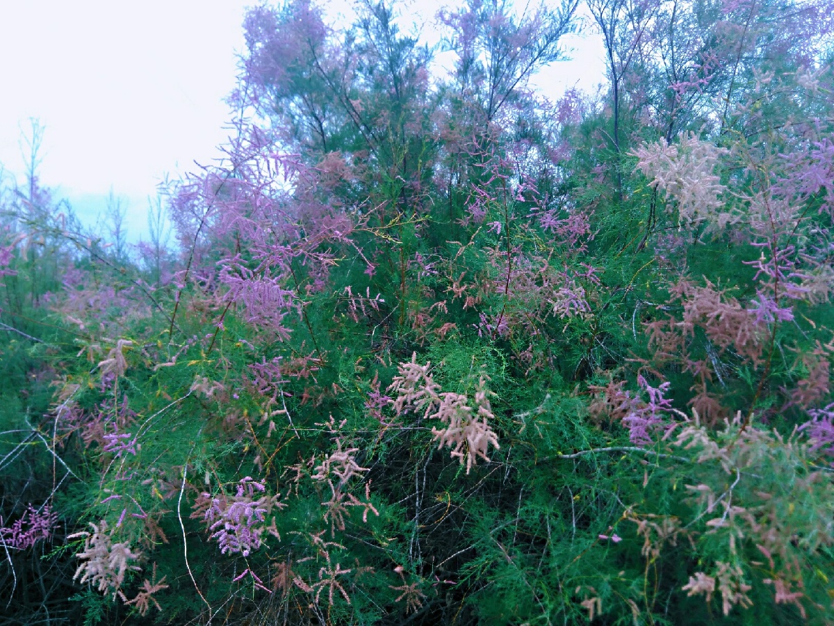 顽强生命——沙漠中的梭梭木