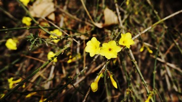 DSC00013-1.jpg