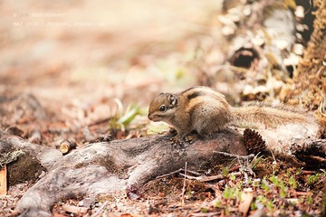 _DSC9492_s