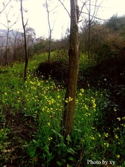 SL379906.jpg
