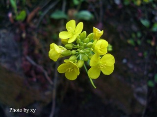SL379909.jpg