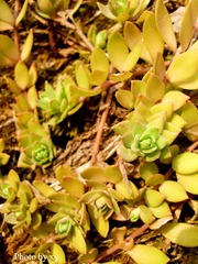 SL379947.jpg