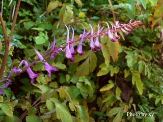 SL379962.jpg