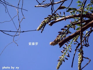 SL370130.jpg