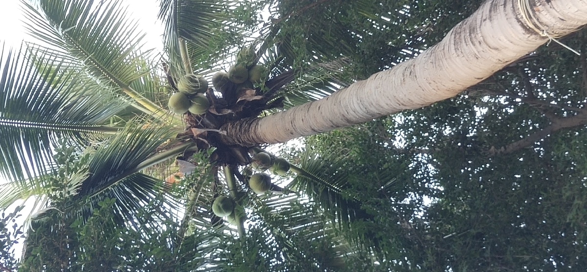 海南三亚椰子树实拍图