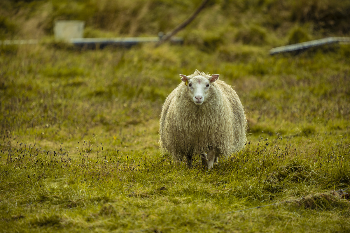 冰岛的羊