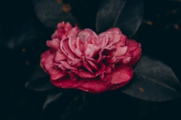 929806