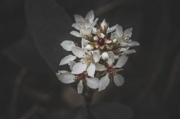 955568
