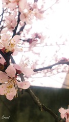 桃花.jpg