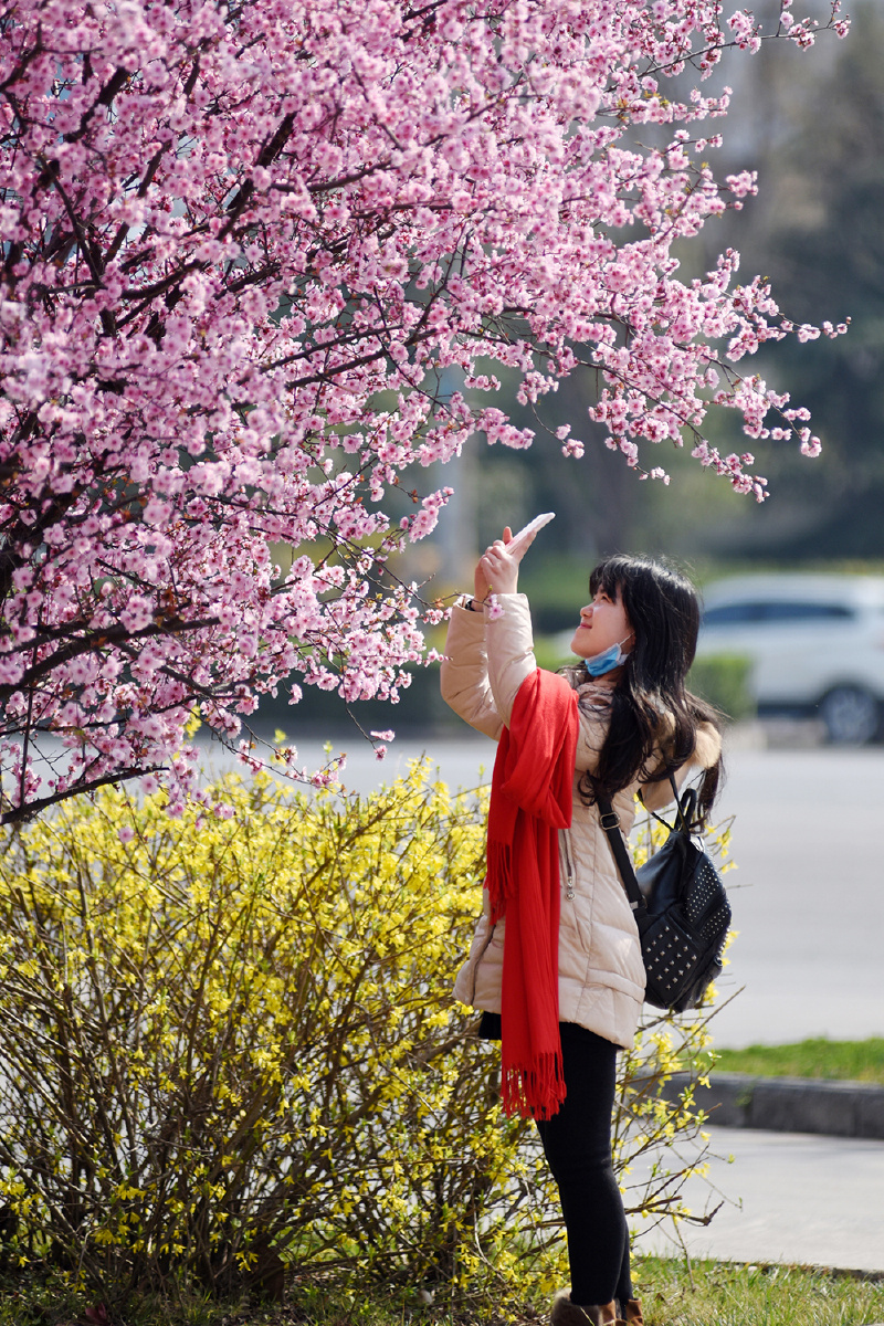 春花烂漫惹人醉