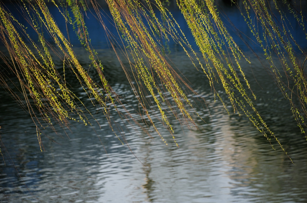春柳随风 - 雕刻时光的鹰 - 图虫网 - 优质摄影师交流社区