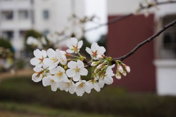 DSC04190.JPG