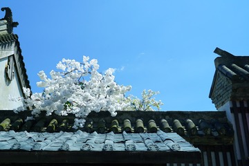 江南•花语烂漫•宁波象山