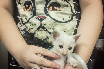 江南•身上穿只猫，手里捧只猫•舟山定海