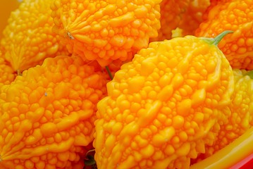 江南•夏天的金铃子•宁波丁家山