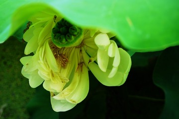 江南•芙蕖仲夏梦•宁波四明山