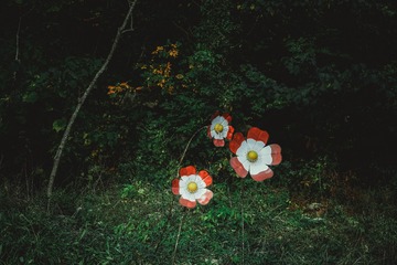 江南•秋天的花朵•舟山南洞