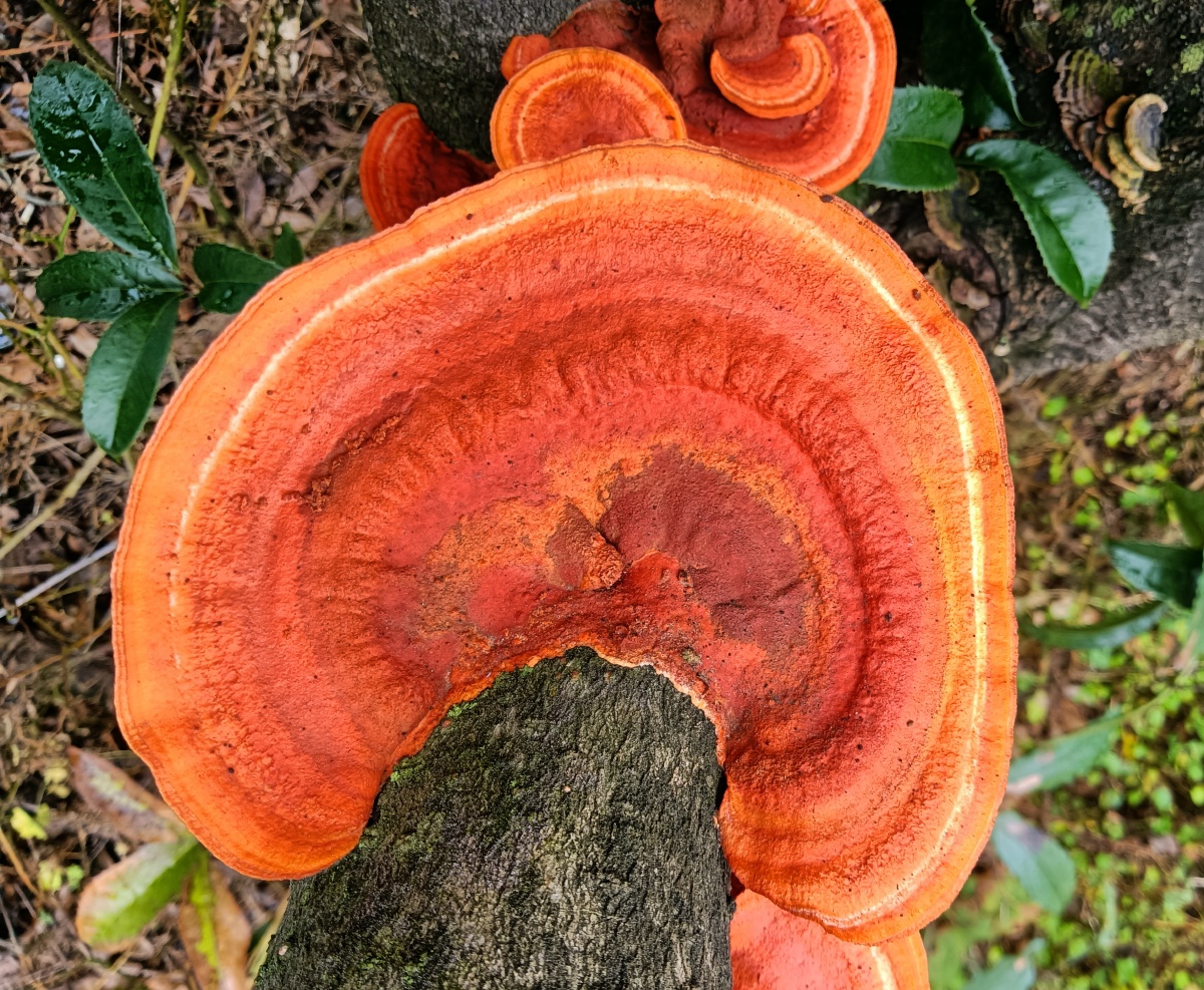 菌- 桂林的石头哥 - 图虫