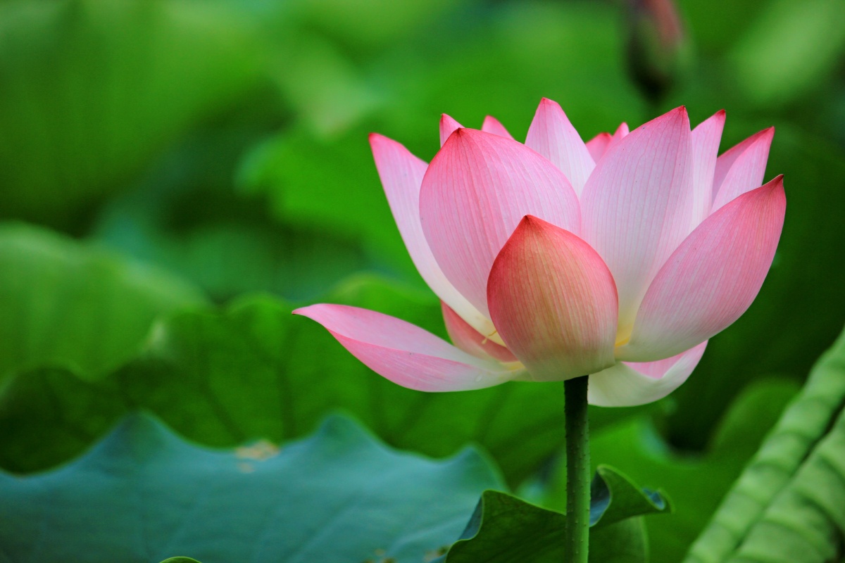 荷花- 水月无痕_思