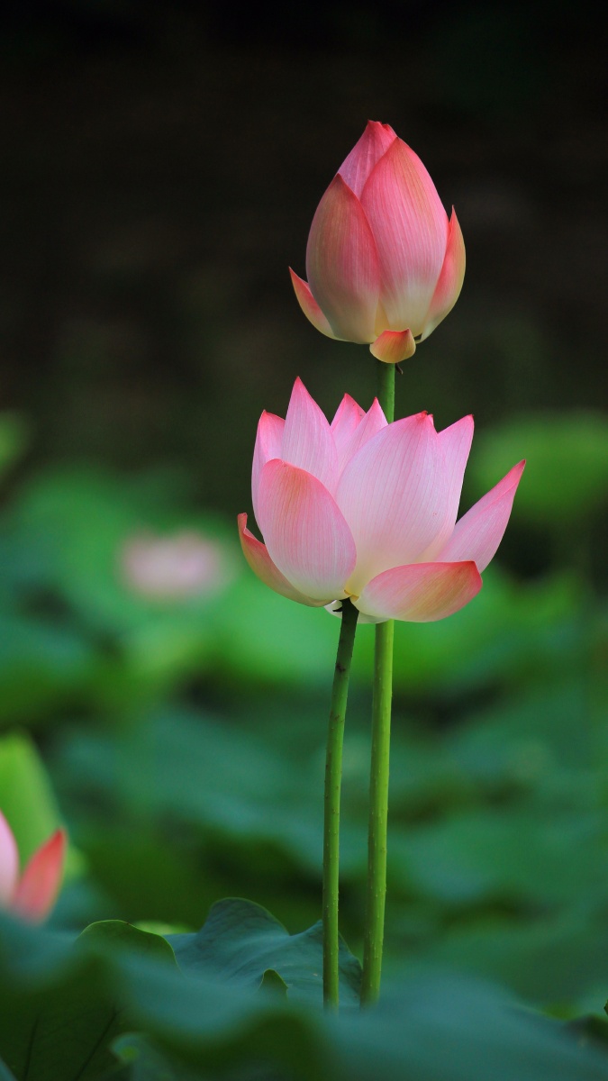 1/185光影者的风光摄影花心发现花世界莲花花池塘#水生植物叶子绽放