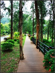 公园小路
